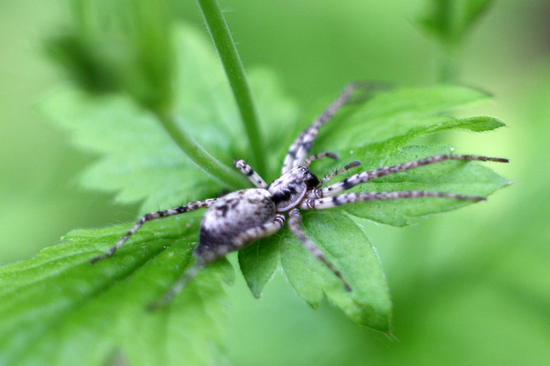 Boris The Spider)