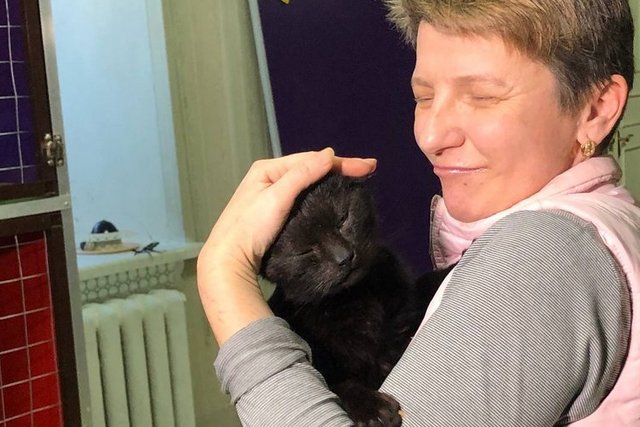 «Кошечка попала к нам из Торецка»: в Днепре спасли семью кошек из Донбасса