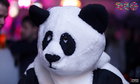 PANDA !  THE RIO CLUB